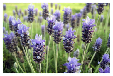 Mediterraner Sonnengarten